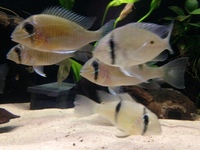 Biotodoma and Wavrini Cichlids in 4ft bowed fluval tank with groups of assorted fish..