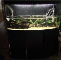 Biotodoma and Wavrini Cichlids in 4ft bowed fluval tank with groups of assorted fish..