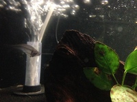 Biotodoma and Wavrini Cichlids in 4ft bowed fluval tank with groups of assorted fish..