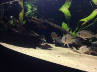 Biotodoma and Wavrini Cichlids in 4ft bowed fluval tank with groups of assorted fish..
