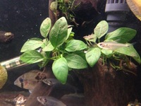 Biotodoma and Wavrini Cichlids in 4ft bowed fluval tank with groups of assorted fish..