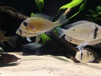Biotodoma and Wavrini Cichlids in 4ft bowed fluval tank with groups of assorted fish..