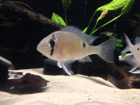 Biotodoma and Wavrini Cichlids in 4ft bowed fluval tank with groups of assorted fish..