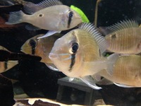 Biotodoma and Wavrini Cichlids in 4ft bowed fluval tank with groups of assorted fish..