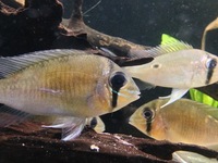 Biotodoma and Wavrini Cichlids in 4ft bowed fluval tank with groups of assorted fish..