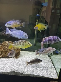 18 x African Cichlids