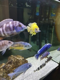 18 x African Cichlids