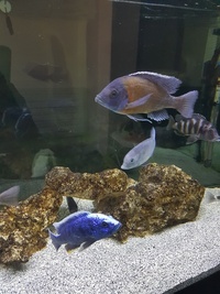 18 x African Cichlids