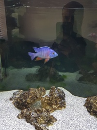 18 x African Cichlids