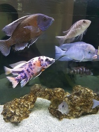 18 x African Cichlids