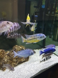 18 x African Cichlids
