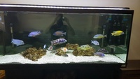 18 x African Cichlids