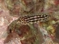 Julidochromis Marlieri young for sale