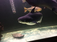 Pangasius shark 22 inches only £60