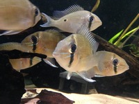 Biotodoma Cupido group and Wavrini group plus assorted fish