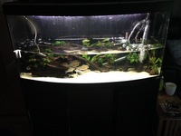 Biotodoma Cupido group and Wavrini group plus assorted fish
