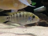 Biotodoma Cupido group and Wavrini group plus assorted fish