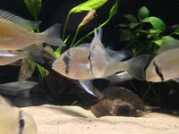 Biotodoma Cupido group and Wavrini group plus assorted fish
