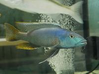 Champsochromis caeruleus