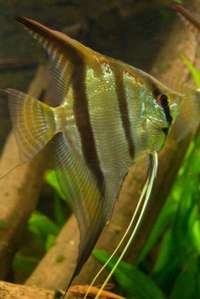 Pterophyllum eimekei angel fish