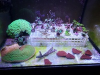 Various SPS/LPS Frags