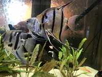 CHEAP TROPICAL COMMUNITY FISH