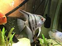 CHEAP TROPICAL COMMUNITY FISH