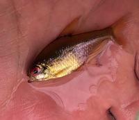 CHEAP TROPICAL COMMUNITY FISH