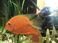 CHEAP TROPICAL COMMUNITY FISH