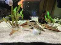 CHEAP TROPICAL COMMUNITY FISH