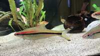 CHEAP TROPICAL COMMUNITY FISH