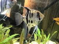 @ CLEAROUT @ Tropical Fish Community Good Prices LONDON