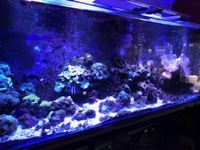 7foot tank stand and sump