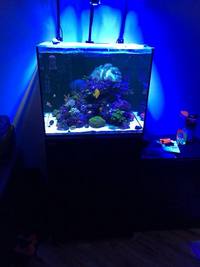 Sold - Red Sea Reefer 170 (Black) - Tank, Cabinet and Sump Plus Additions £450.00