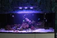 Red Sea 525 shut down contents