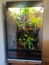 Eco Terra Terrarium - full established system