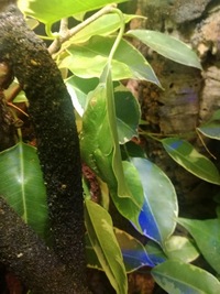 Eco Terra Terrarium - full established system