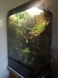 Eco Terra Terrarium - full established system