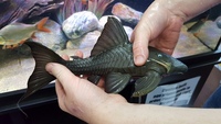 Maidenhead aquatics @ stockton Current Stocklist 14/08