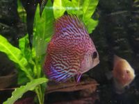 Discus from £15 at The Tropical Fish Shop Sheffield