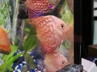 Discus from £15 at The Tropical Fish Shop Sheffield