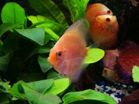 Discus from £15 at The Tropical Fish Shop Sheffield