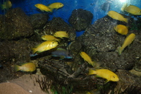 Breeding groups & juvies NOW REDUCED FOR QUICK SALE