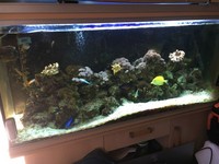 Marine fish, inverts, live rock, in 5 foot Marine fish tank
