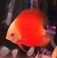 BRAND NEW SHIPMENT NOW IN AND READY TO GO Plymouth Discus, Quality Discus At The Lowest Possible Prices.