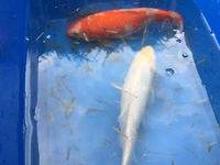 Free: 4 Goldfish looking for new home