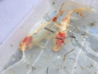 Free: 4 Goldfish looking for new home