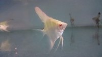 The Aqua Hut - Doncaster Updated stocklist 4/8/18