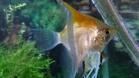 The Aqua Hut - Doncaster Updated stocklist 4/8/18