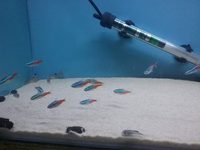 The Aqua Hut - Doncaster Updated stocklist 4/8/18